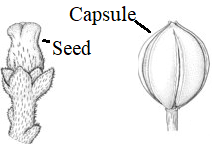 Capsule - Polospermatium